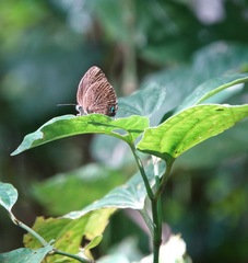 Arhopala major major