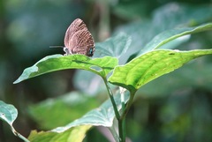 Arhopala major major