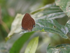 Arhopala major major