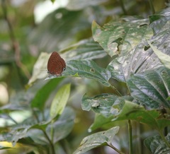 Arhopala major major
