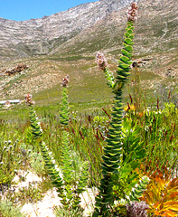 Paranomus spathulatus