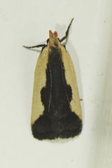 Dichomeris inserrata