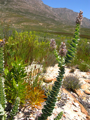 Paranomus spathulatus