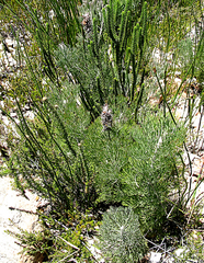 Paranomus spathulatus