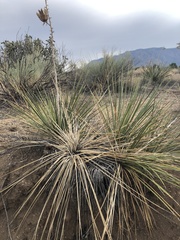 Yucca intermedia