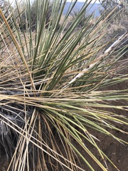 Yucca intermedia