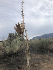 Yucca intermedia