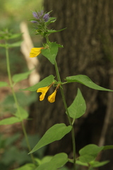 Melampyrum nemorosum