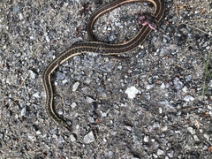 Thamnophis sirtalis