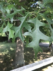 Quercus palustris