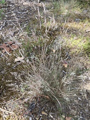 Corynephorus canescens