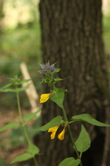 Melampyrum nemorosum