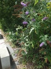 Buddleja davidii