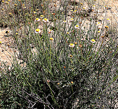 Phymaspermum appressum