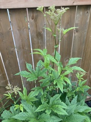 Filipendula