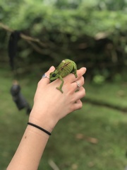 Trioceros hanangensis