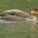 Philippine Duck - Photo (c) Mike Prince, some rights reserved (CC BY)