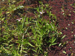Lobelia chinensis