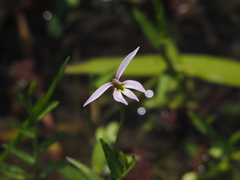Lobelia chinensis