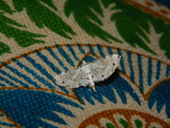 Pycnarmon cribrata