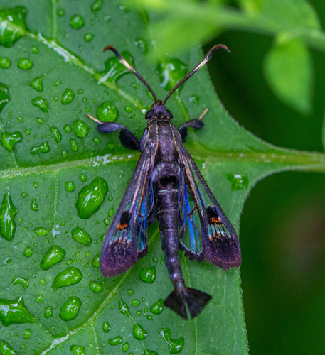 Virginia Creeper Clearwing photo 3