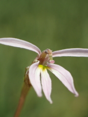 Lobelia chinensis