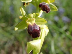 Ophrys fusca funerea