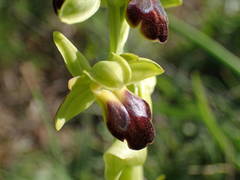 Ophrys fusca funerea