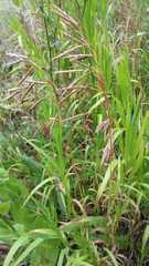 Bromus inermis
