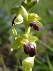 Ophrys fusca funerea
