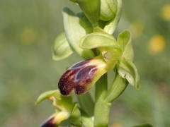 Ophrys fusca funerea