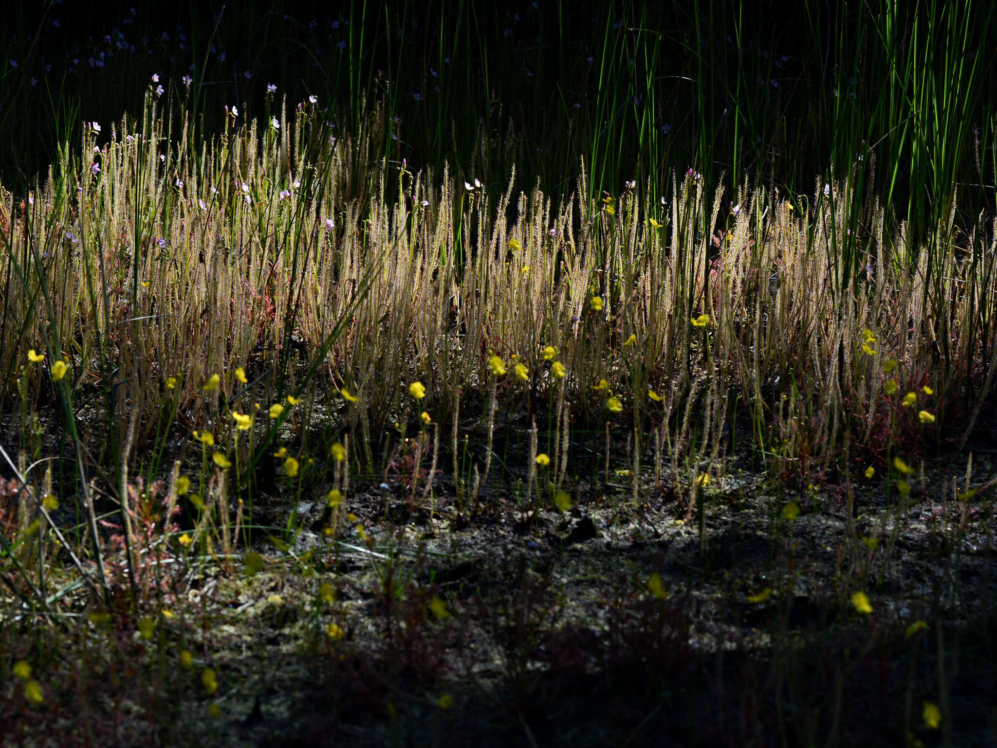 Drosera filiformis 'All Red' 2