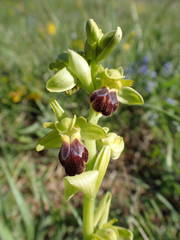 Ophrys fusca funerea