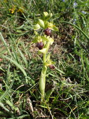 Ophrys fusca funerea