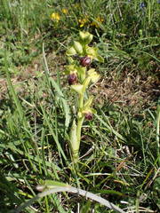 Ophrys fusca funerea