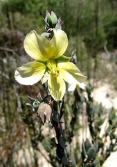Roepera lichtensteiniana
