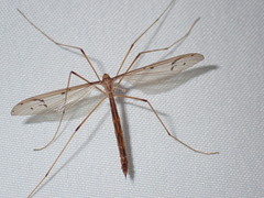 Tricyphona