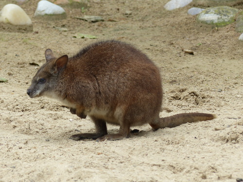 Parma Wallaby