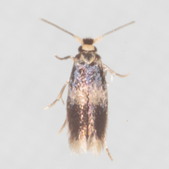 Stigmella nigriverticella
