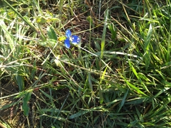 Commelina dianthifolia