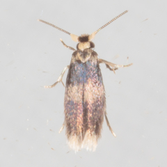 Stigmella nigriverticella