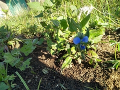 Commelina dianthifolia