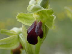 Ophrys fusca funerea
