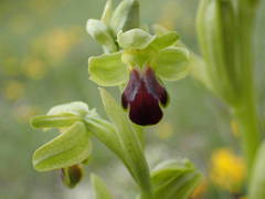 Ophrys fusca funerea