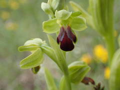 Ophrys fusca funerea
