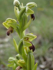 Ophrys fusca funerea