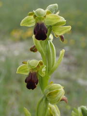 Ophrys fusca funerea
