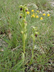 Ophrys fusca funerea