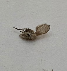 Psychodidae