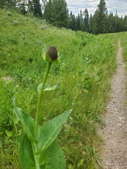 Rudbeckia occidentalis